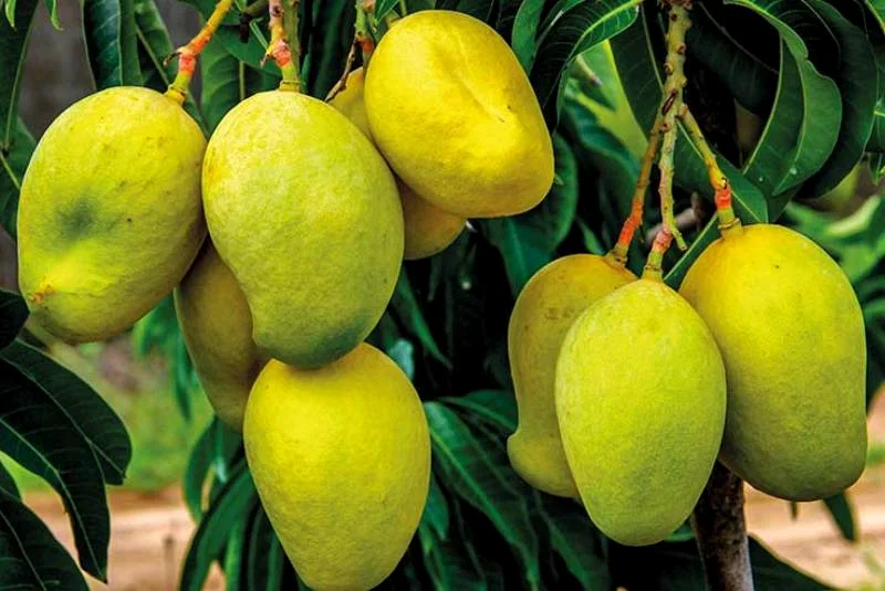 TJC Mango