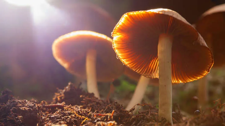 Mushrooms