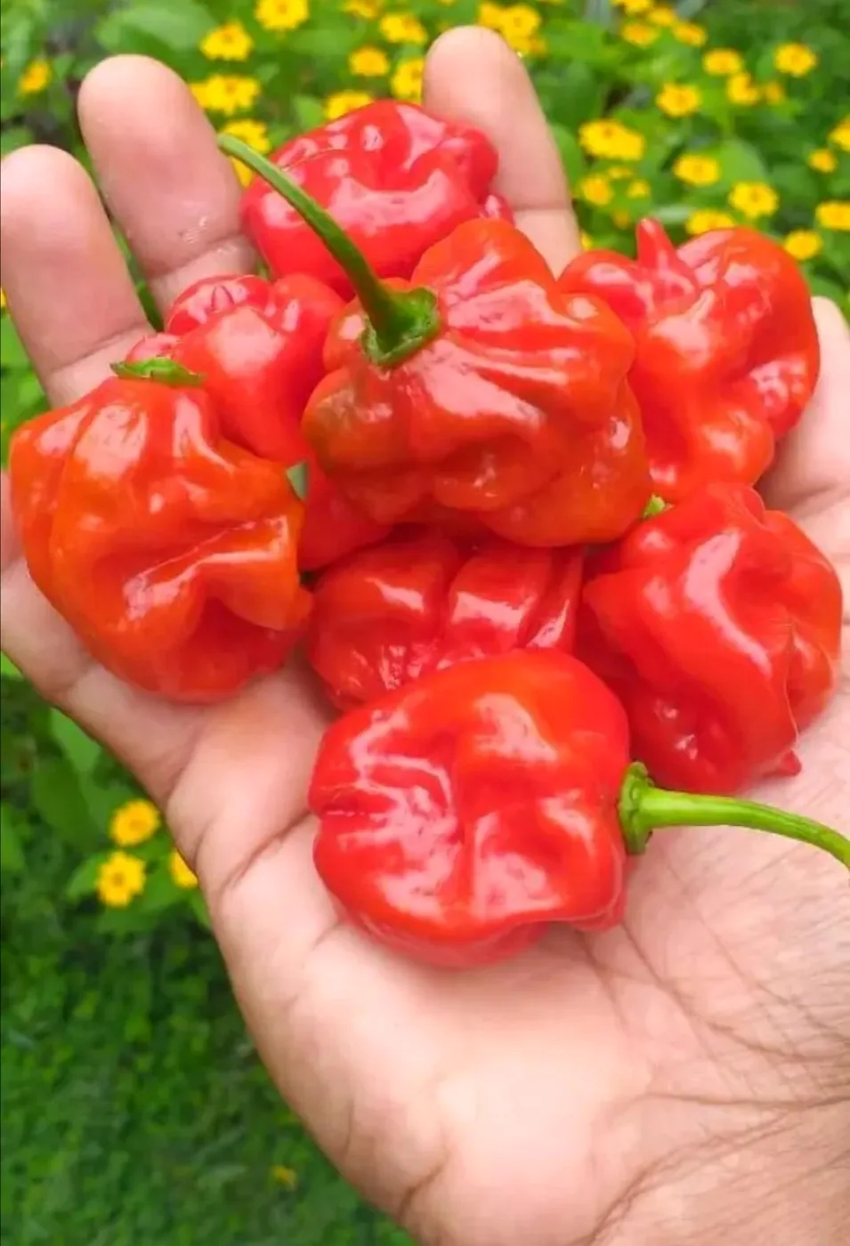 Nayi Miris chilli