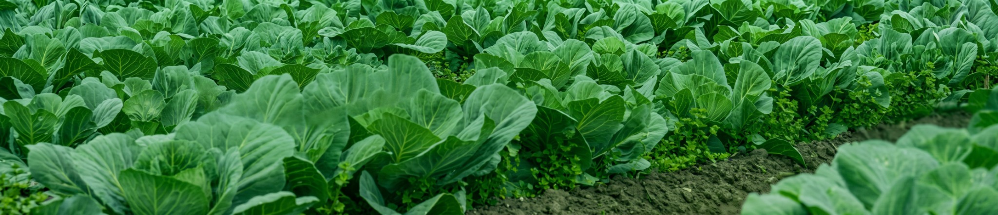 Agricultural crop field